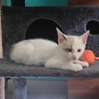LA BOULETTE, chatte à adopter