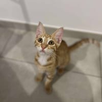 ALARIC, chat à adopter
