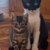 ROBIN, gatto da adottare