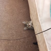 Rose, chatte à adopter