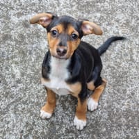 KIRIN, chienne à adopter