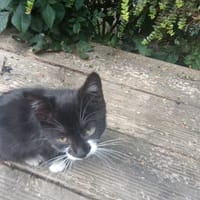 Alice, chatte à adopter