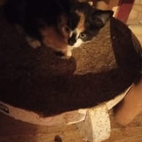 Fleur, chatte à adopter