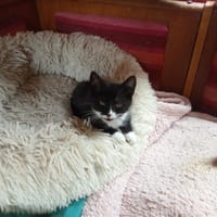 Celestin, chat à adopter