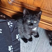 Apollon, chat à adopter