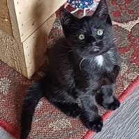 Apéro, chat à adopter
