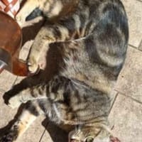 Coco, chatte à adopter