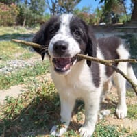 Lazlo, chien à adopter