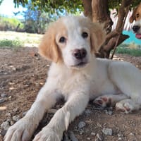 Astraia, chienne à adopter