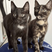 Imogen & Isobel, female cat to adopt