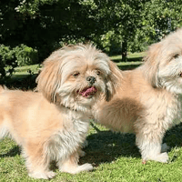 Cleo and Darcy, female dog to adopt