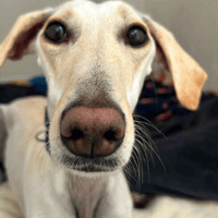 Ice, female dog to adopt