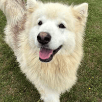 Magnus, dog to adopt