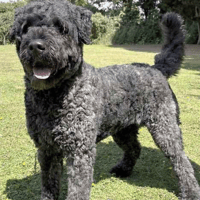 Misty, female dog to adopt