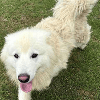 Samson, dog to adopt