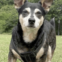 Milan, dog to adopt