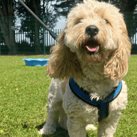 Kenzo, dog to adopt