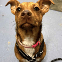 Belle, female dog to adopt