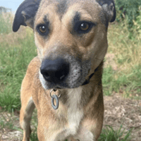 Perla, female dog to adopt
