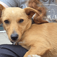 Dora, female dog to adopt