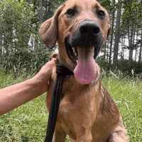 Lykka, female dog to adopt