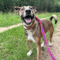 Lizzie, female dog to adopt