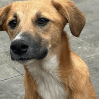 Laska, female dog to adopt