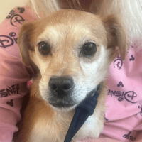 Geoffrey, dog to adopt