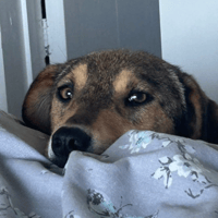 Minnie, female dog to adopt