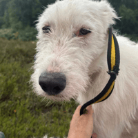 Peter, dog to adopt