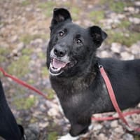 Kuma, pies do adopcji