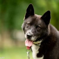 Inu, pies do adopcji