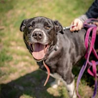 Henio, pies do adopcji