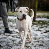 Wandzia, suczka do adopcji