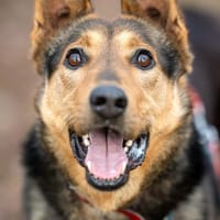Django, pies do adopcji