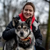 Floy, pies do adopcji