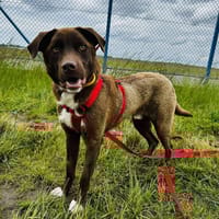 Bradley, pies do adopcji