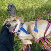 Piksel, pies do adopcji