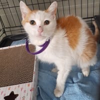 Mala, kotka do adopcji