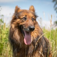 Drago, pies do adopcji