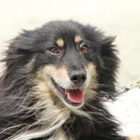 Wer hat ein Körbchen für Mika..., Hund zur Adoption