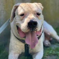 Arthos, charmanter Rüde, Hund zur Adoption