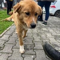 Medo- Kuschelbär sucht seine Menschen!, Hund zur Adoption