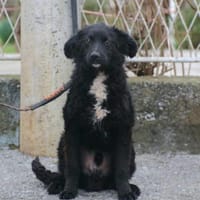 Bole - sucht nach einem großen Herzen, Hund zur Adoption