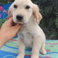 Frida, verkuschelte Welpendame, 3M 816, Hündin zur Adoption