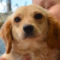 Sonnenschein LUNA, Hündin zur Adoption