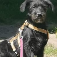 Verliebst du dich in Boogie?, Hund zur Adoption