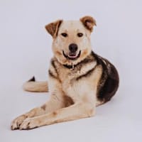 Seelenhund Tristan sucht ein Zuhause, Hund zur Adoption