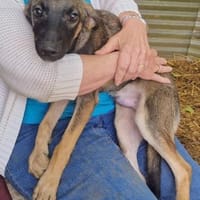 Peppino, jung, hübsch, auf der Suche, Hund zur Adoption