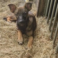 Mögligrö, lieb, lebhaft, neugierig...., Hund zur Adoption